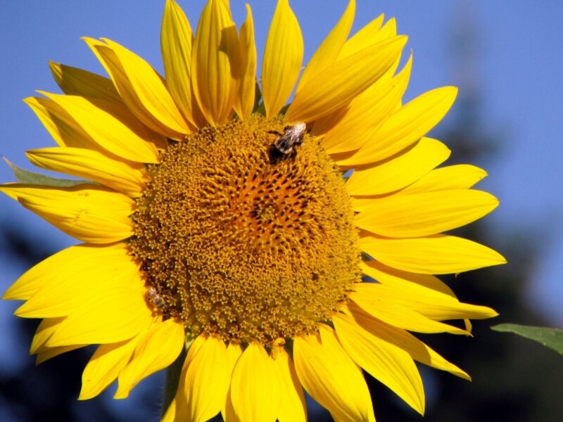 "Busy Bee On A Sunflower"