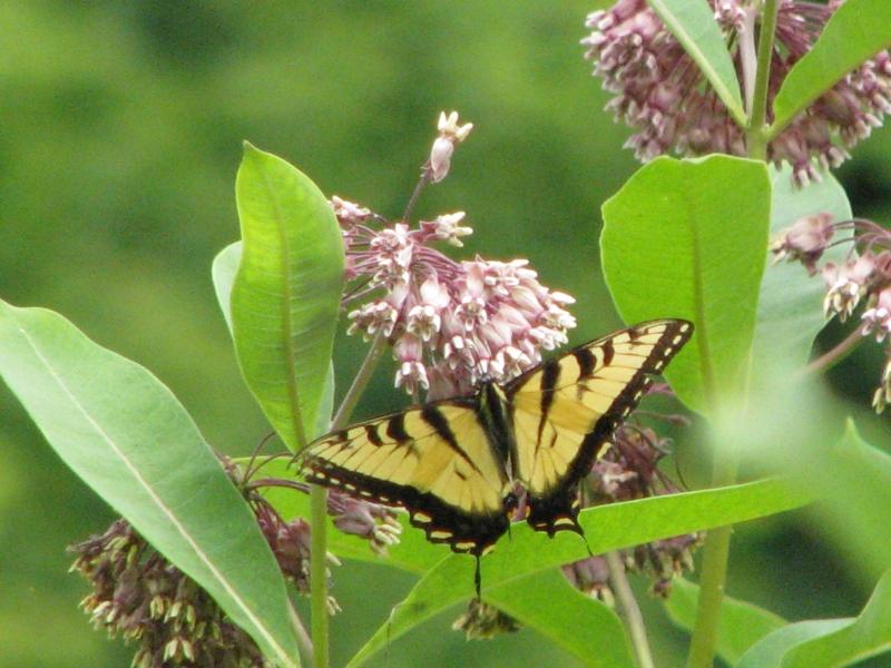 Butterfly on Milkweed