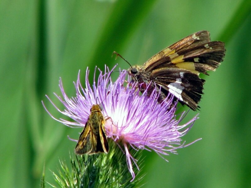 "Moths"