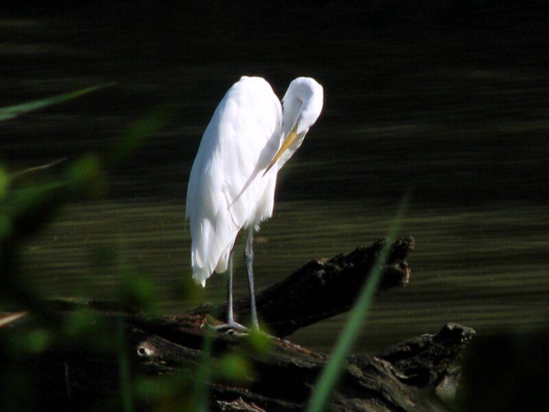 Great White Egret