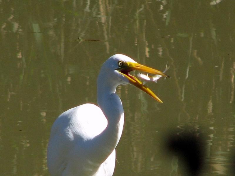 Fish Dinner For A White Egret