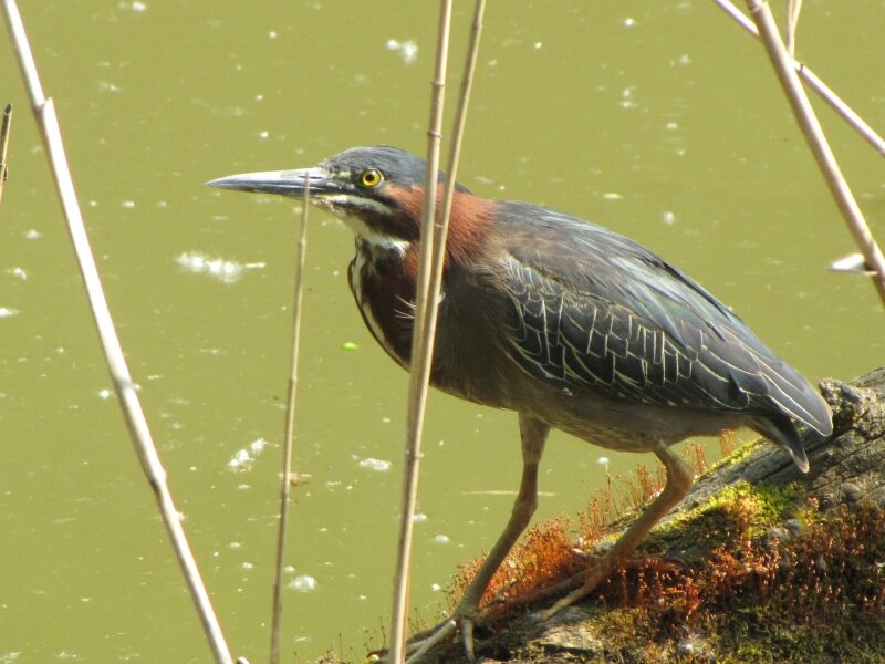 Dark Skull Night Heron