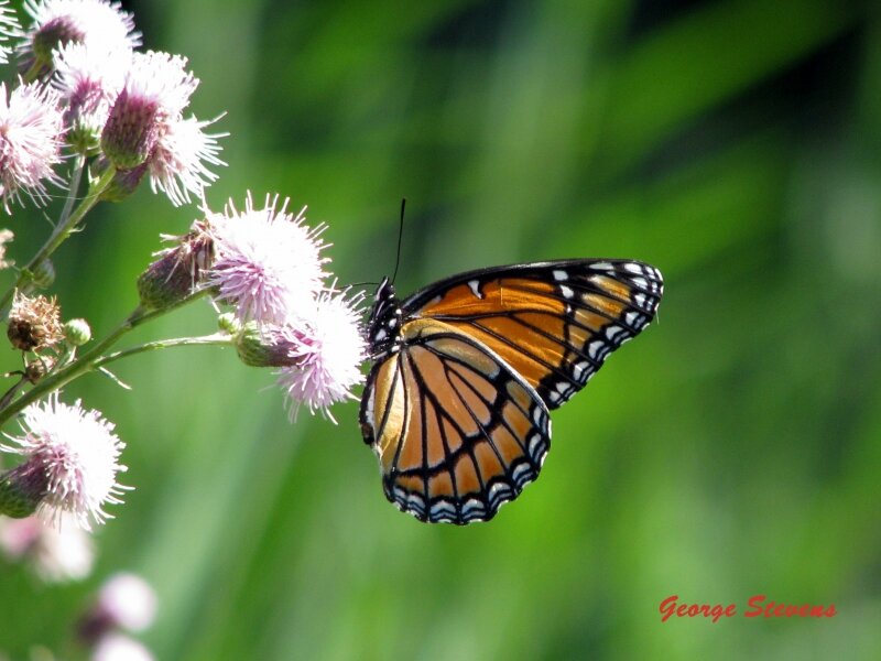 "Monarch At Rest"