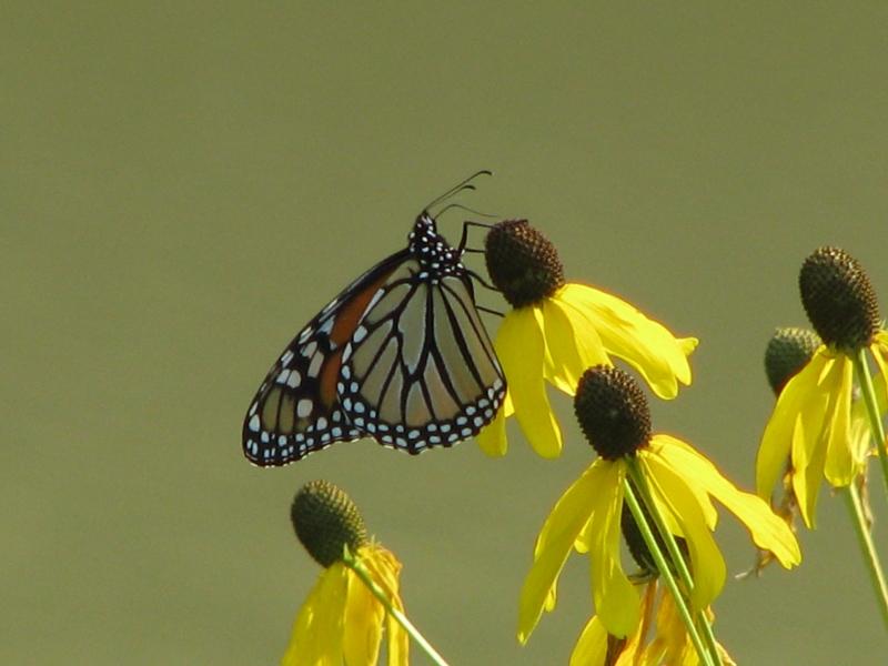 Monarch On A Flower
