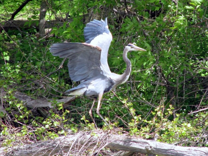 Blue Heron Landing