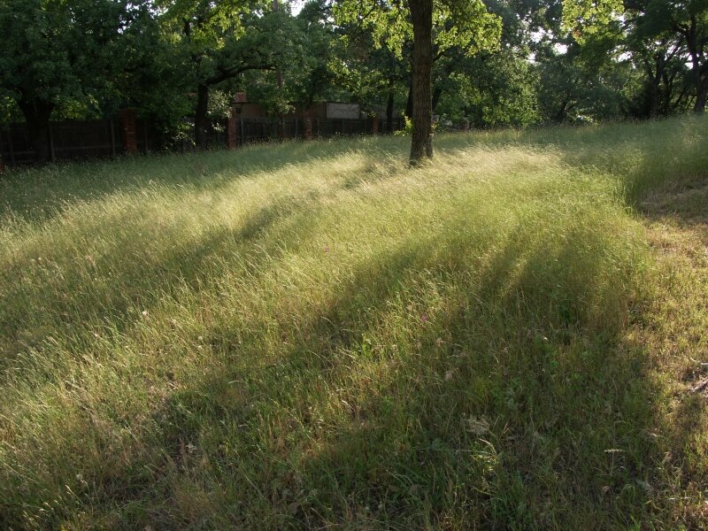 Beautiful Natural Grass