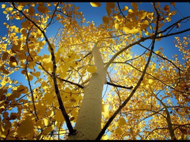 Glowing Aspen