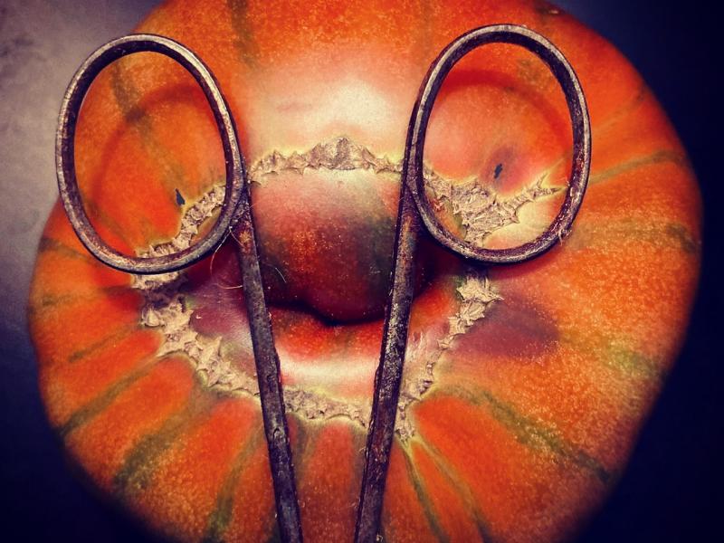 "Grandpa", photograph of tomato and rusty scissors, November, 2022.