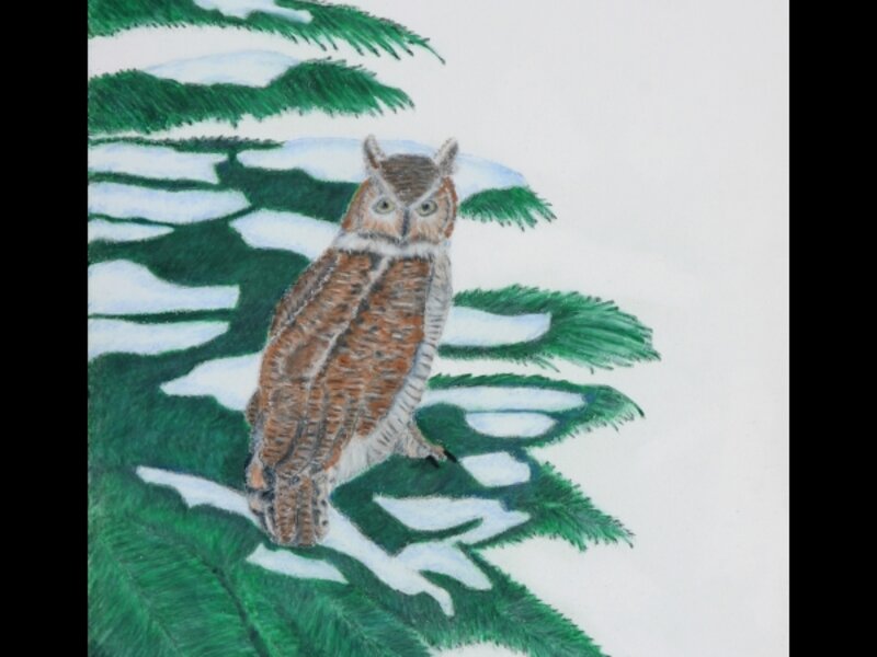 Great Horned Owl