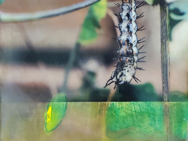 Fruits of Nature, mixed media encaustic, 8”x8"