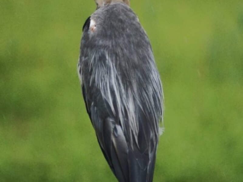 Blue Heron