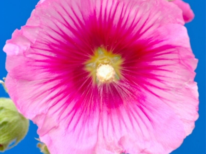 Holly Hock of Normandy