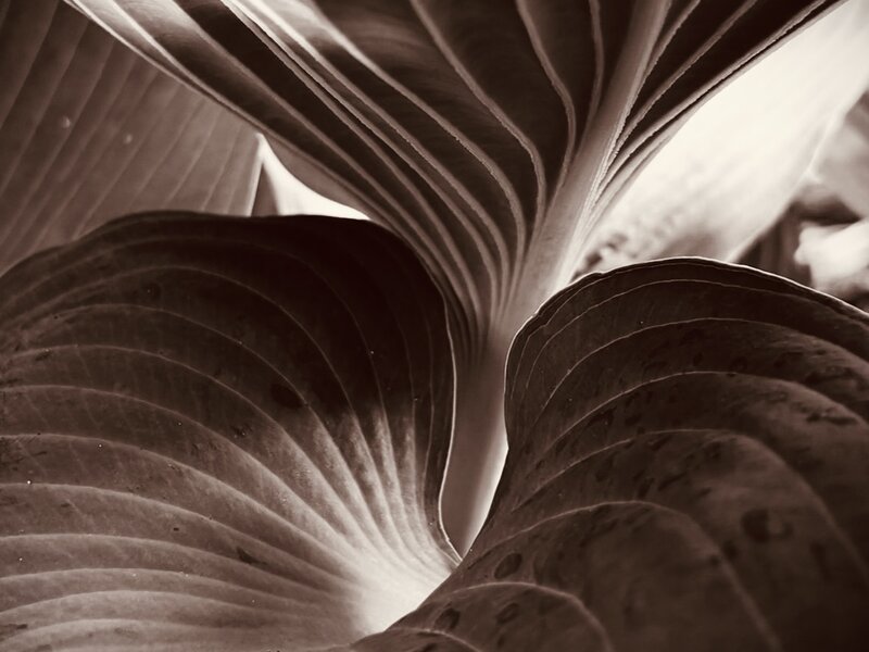 Photograph of Hosta plant, April, 2026.