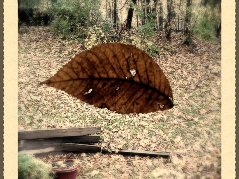 hurricane, leaf, trees, woods, hurricane sandy