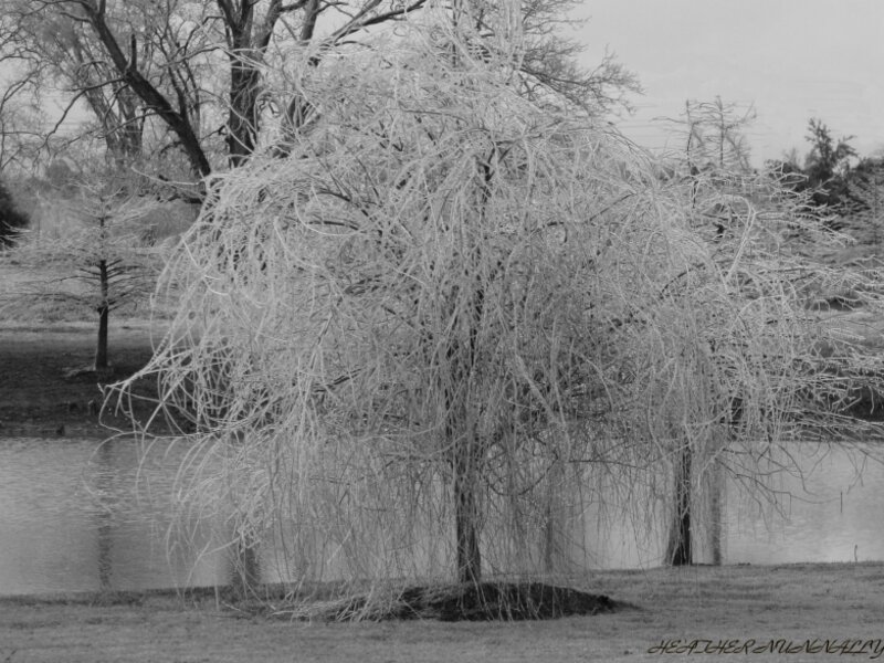 Frozen Bayou