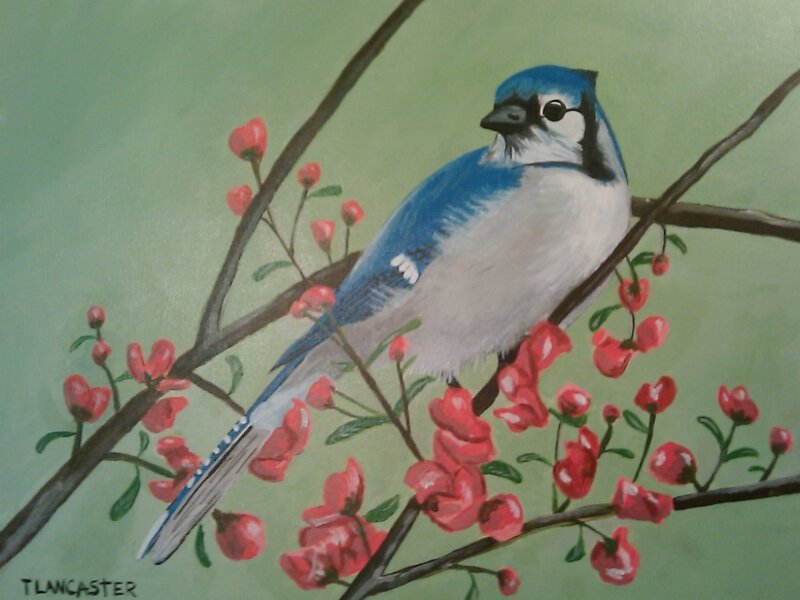 Blue Jay