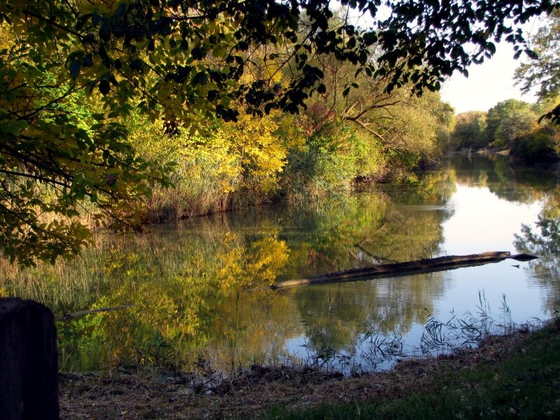 'The Wetlands At Oakwood Common"