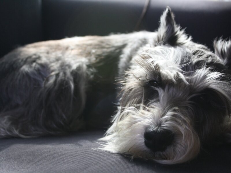 Meet my best Friend Molly