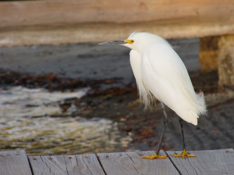 Snowy Egret