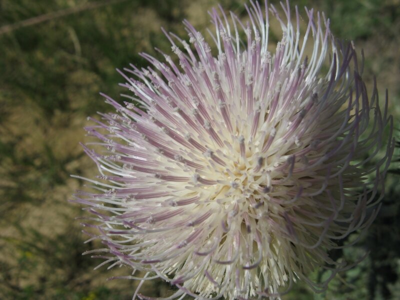 Flower at Sodergreen Lake