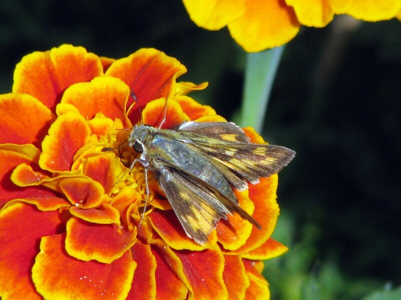 "Moth On A Flower"