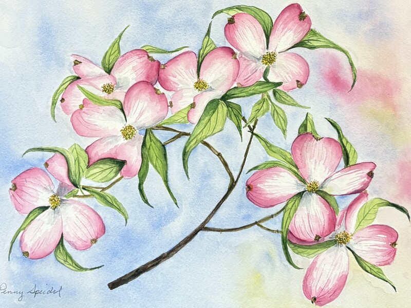 Pink Dogwood Blooms