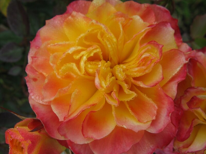 Rose on Grave 1