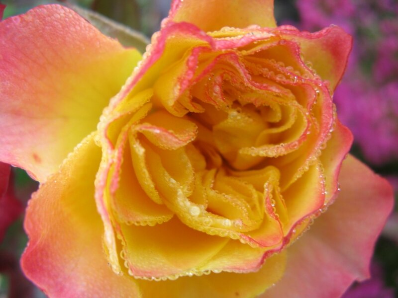 Rose on Grave 2