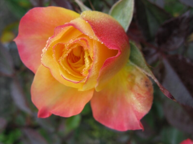 Rose on Grave 3