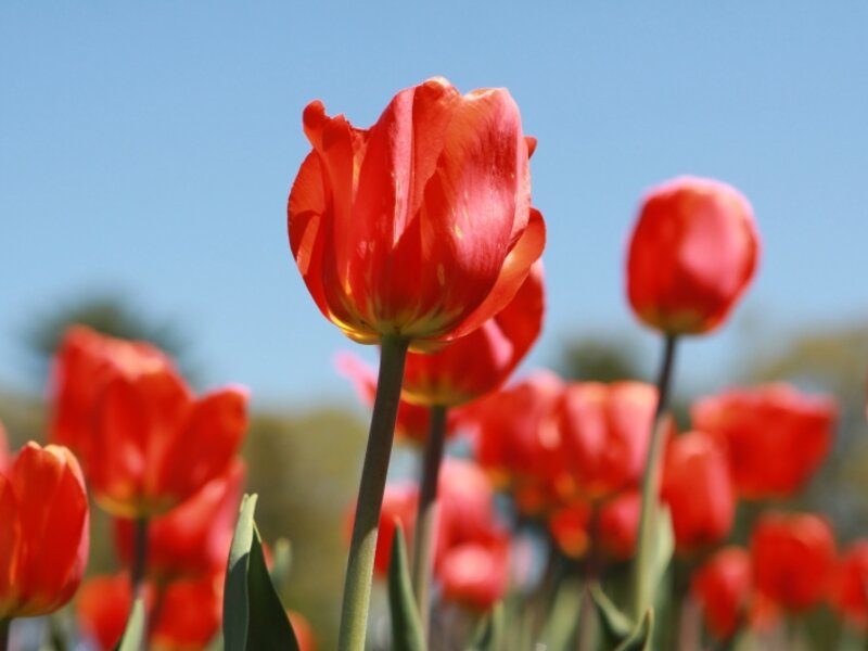 Spring 