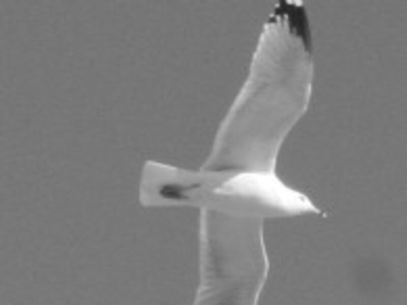 FLY AWAY