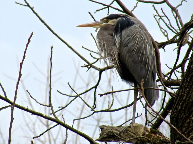 Great Blue Heron, The Watchman