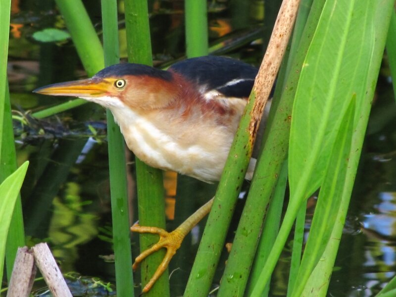 Least Bittern