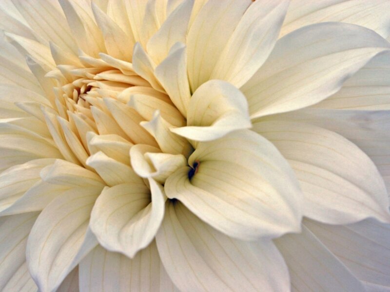 Angel Dahlia