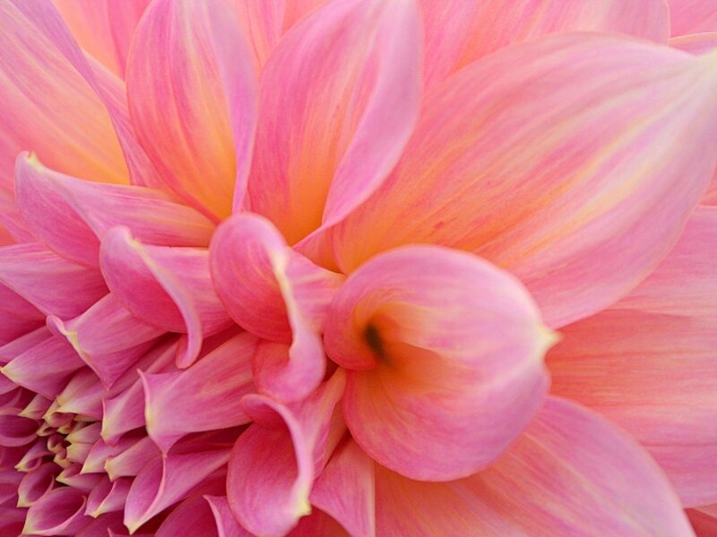 Dahlia Sunrise