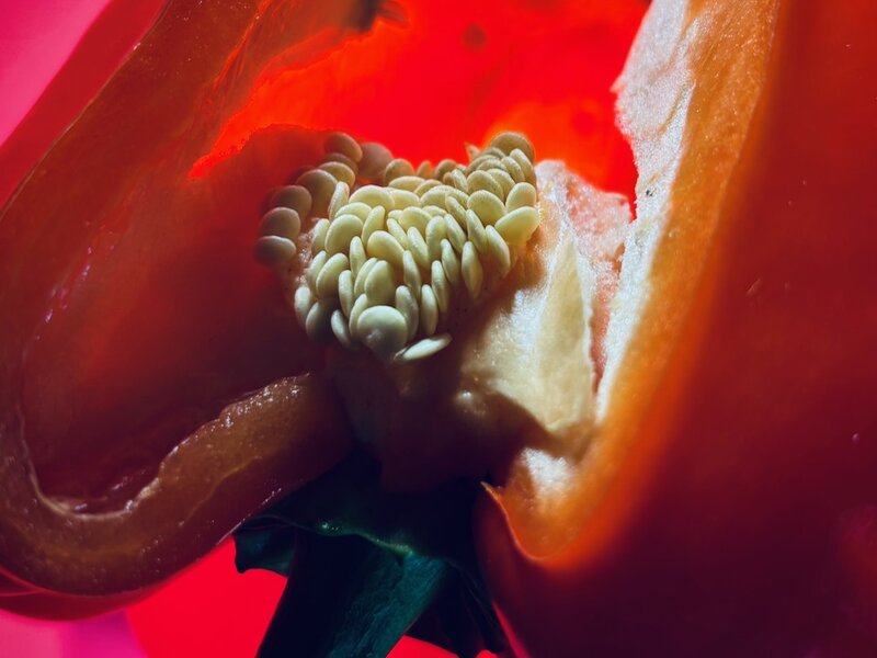 Photo of bell pepper, December 14, 2024.