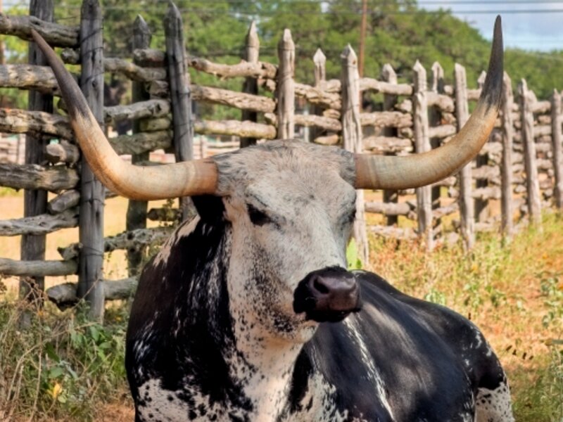 Texas Longhorn
