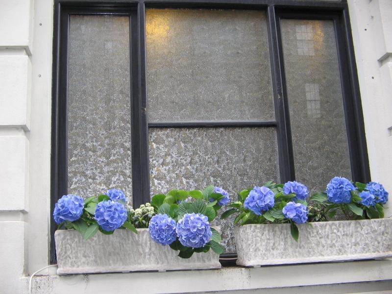 Hydrangeas in a windowbox