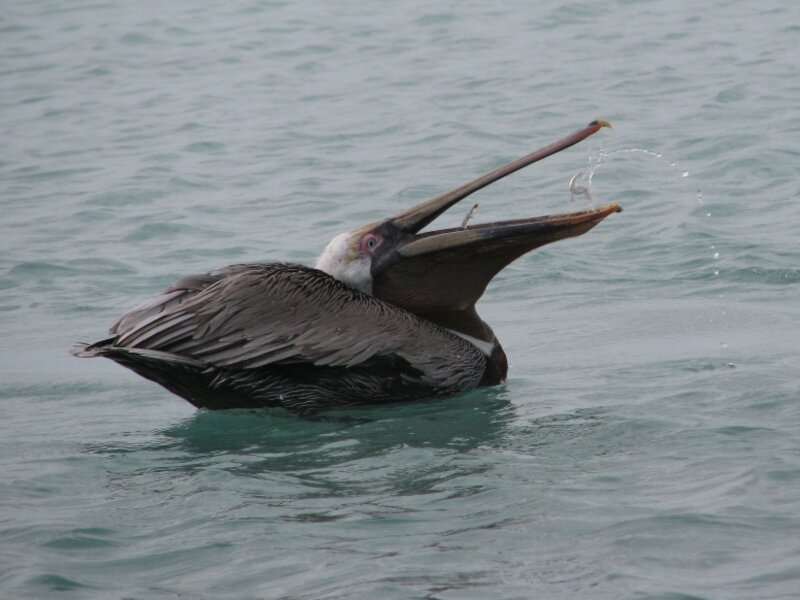 Peaceful Pelican