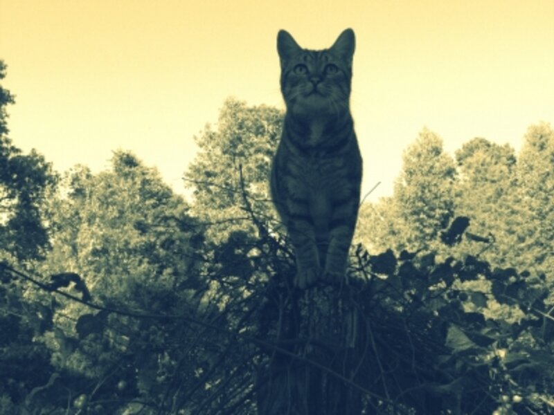 Seeking New Heights