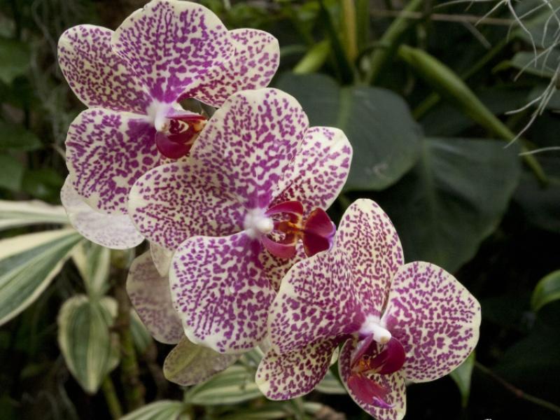 Orchids