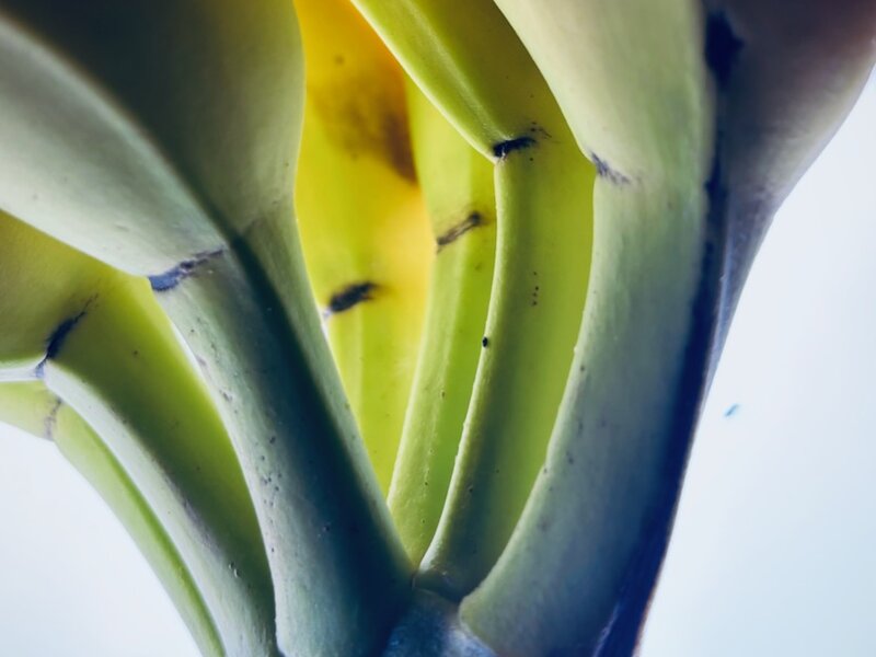 Photograph of bananas, February, 2025. 