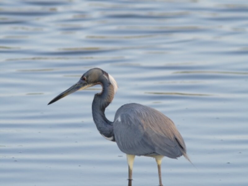 Tricolor Heron