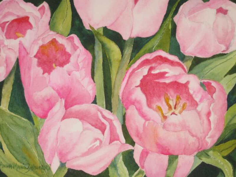 Pink Tulips