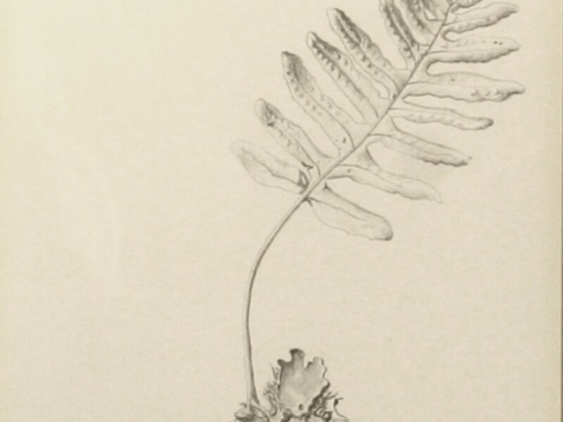 Licorice Fern