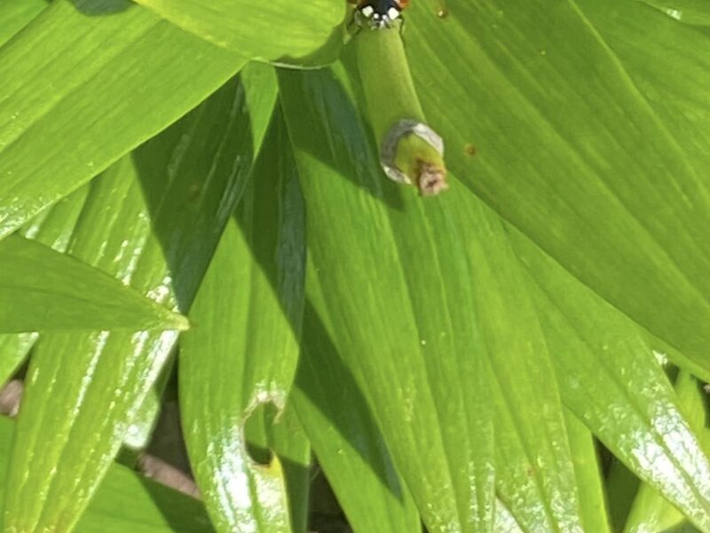 Lady Bug Lunch