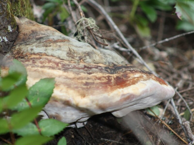 Fungi in Color