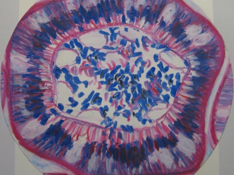 Goblet Cell