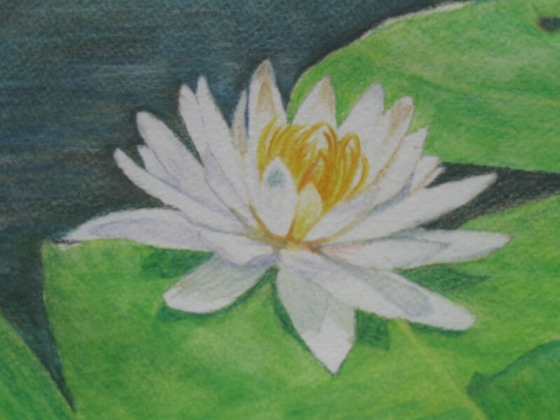 Water Lily