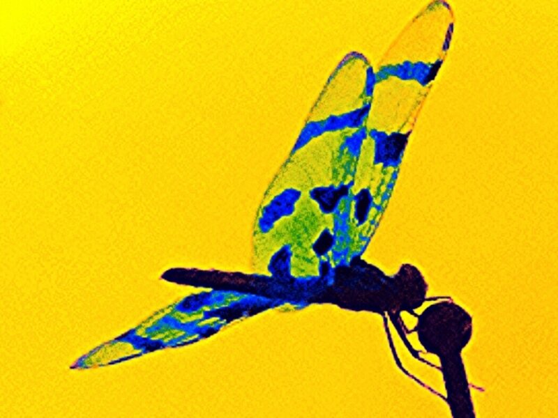 Dragon fly, antena, hitch hiker